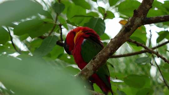 黄嘴鹦鹉，绿尾鹦鹉，栖息在树枝上，梳理和