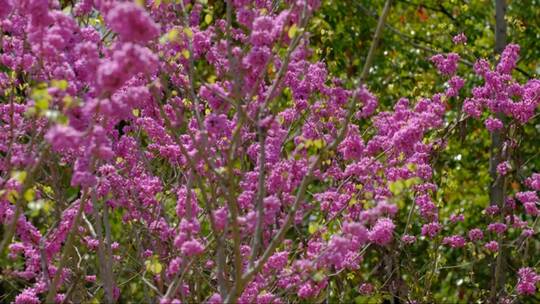 美丽的紫荆花开满枝头
