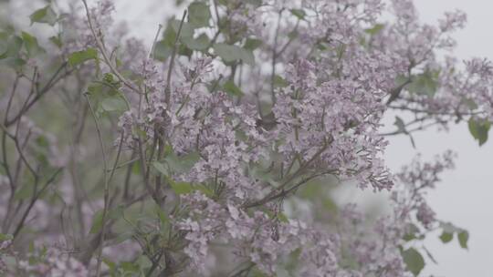 丁香花微距LOG