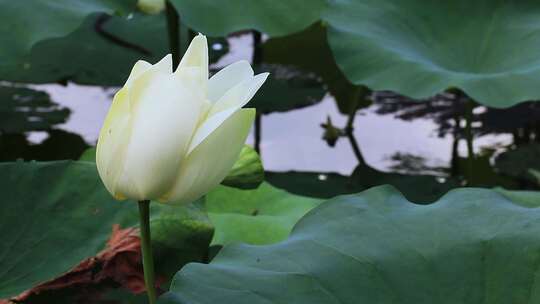 白色荷花 荷塘 风中荷叶 白莲花