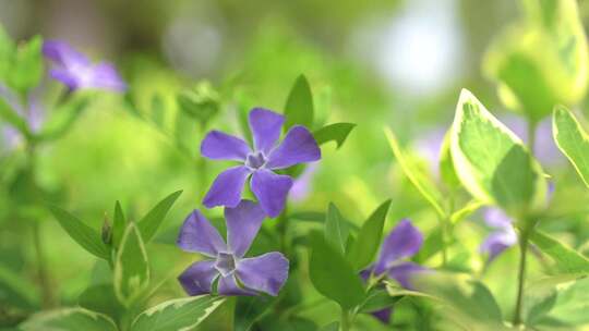 蔓长春花、攀缠长春花