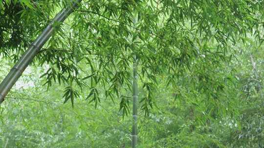 下雨天茂密的竹林枝叶繁茂生机勃勃的景象