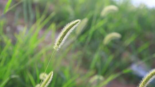 狗尾巴草