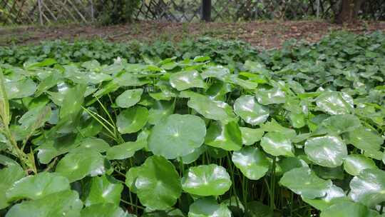 金钱草、铺地莲