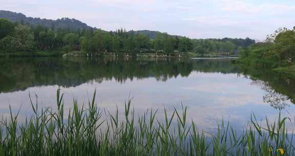 春天城市湿地公园美丽湖景