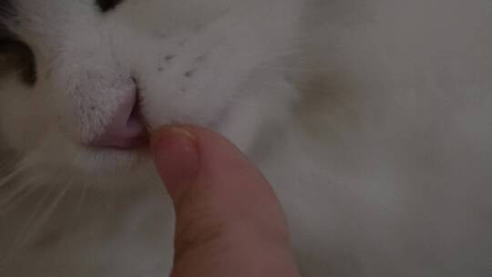 布偶猫咪舔手猫舌头倒刺