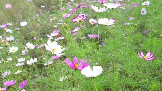 格桑花盛开实拍