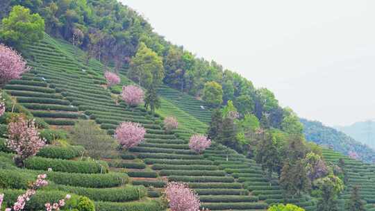 杭州富阳拔山春天樱花茶园风景