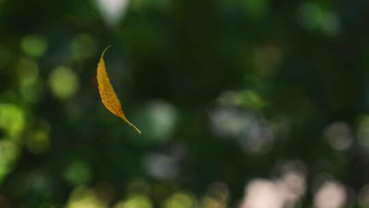 一片黄叶子挂在蜘蛛丝上随风摇摆旋转