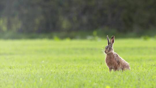 草坪上的野兔