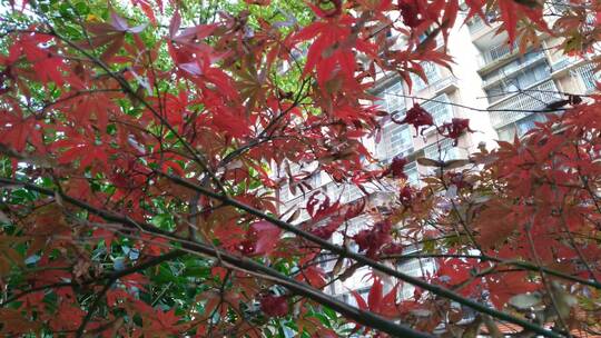 城市公园秋天红色的枫叶鸡爪槭视频素材模板下载