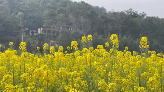 油菜花蜜蜂采蜜