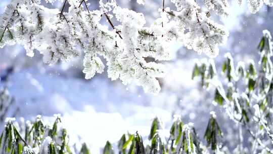 四川眉山瓦屋山景区树枝上覆盖冰雪的雪景