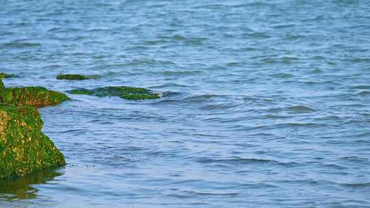 湛江海边退潮后的礁石海浪与绿色海草苔藓