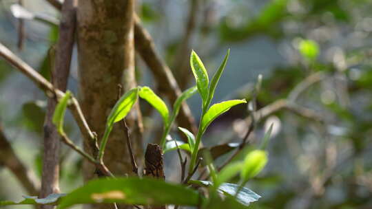 发芽茶树茶叶茶芽