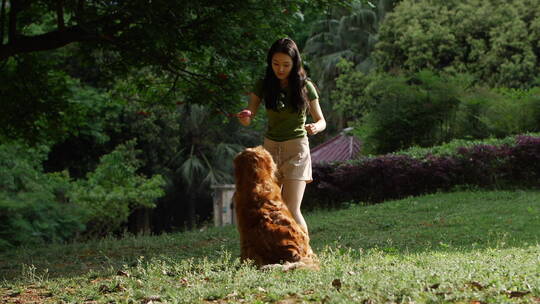 夏天公园里美女训练宠物狗金毛犬跳跃视频素材模板下载