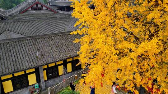 重庆巴南天心寺秋天金黄千年银杏树航拍