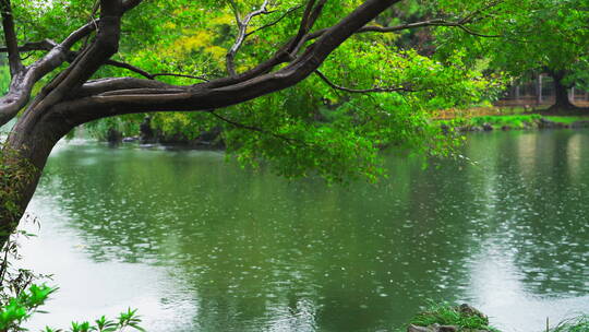 诗画江南植物园林4K 唯美雨水意境 白噪音