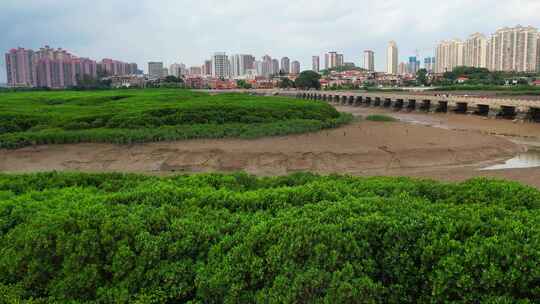 红树林湿地保护