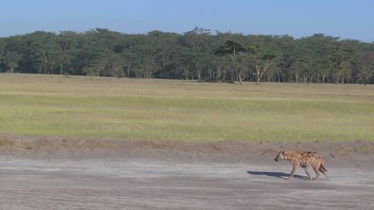 独自在大草原行走的鬣狗视频素材模板下载