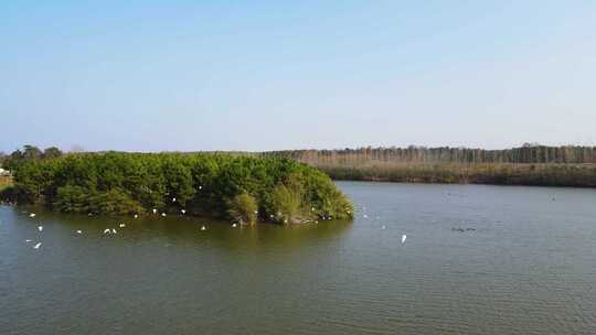 一大群鸟儿飞过湖面