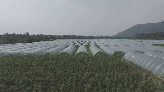 海南大棚蔬菜基地