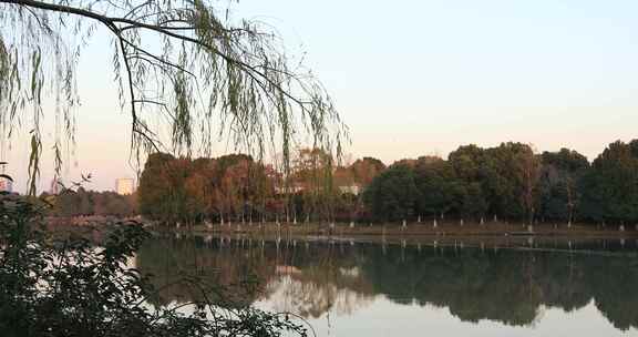 阳光湖水树林美丽冬天城市湿地公园生态风光