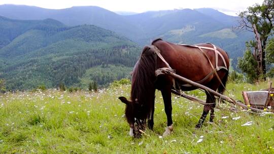 一匹套上马具的马在草地上吃草视频素材模板下载