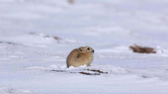 雪洞鼠兔高清实拍
