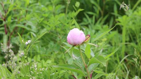 野生药用植物：芍药花视频素材模板下载