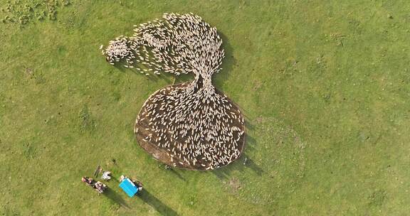 航拍羊群出圈视频