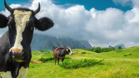 瑞士美丽的高山景观，前景中的奶牛云和绿草