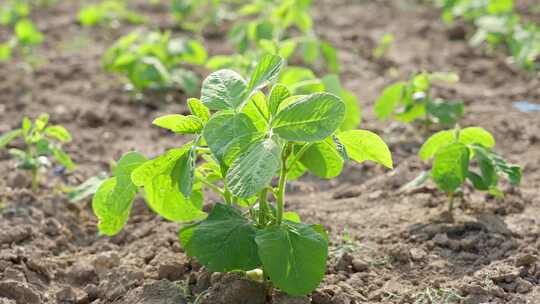 田野中茁壮成长的豆苗