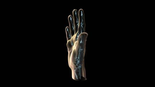 人类手部和骨骼的3D医学动画