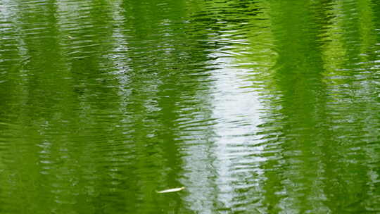 江南的绿 绿色 植物 森林 4K 倒影 green视频素材模板下载