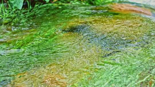 清澈干净小溪流水山泉水水资源