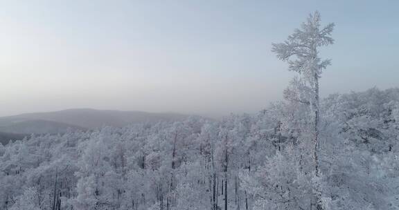 零下40度的低温航拍大兴安岭冰雪雾凇