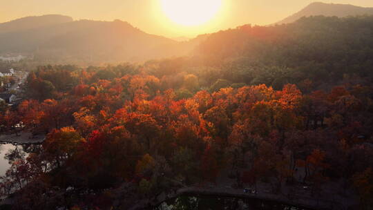 夕阳下的红枫林 天平山红枫 江南园林秋色视频素材模板下载
