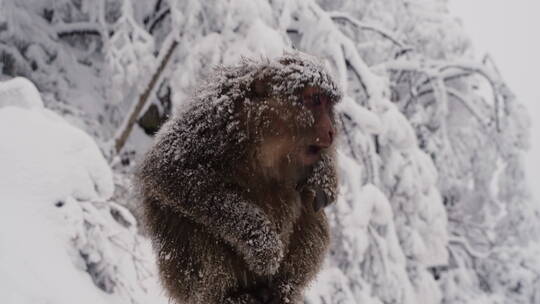 峨眉山冬天雪中的猴子特写