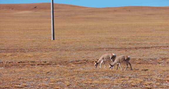 西藏高原阿里地区草原上的藏羚羊