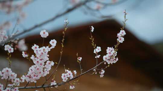 春季云南尼西藏族村落门前屋后粉色桃花盛开