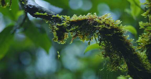 茶园生态植物有机苔藓茶叶生长状态空镜