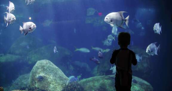 小男孩站在水族馆看玻璃缸里面的热带鱼