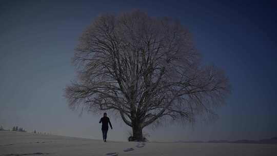 人，行走，雪，树