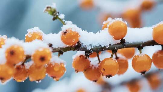 覆雪枝头的橙色果实特写