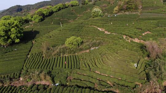 航拍西湖龙井茶园，龙井茶茶园