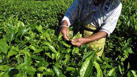 茶山茶园绿茶春茶茶叶采茶