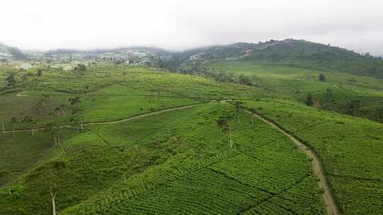 茶茶园茶山风光