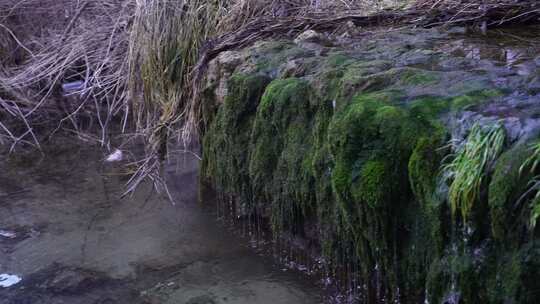 长满青苔的山间小水流