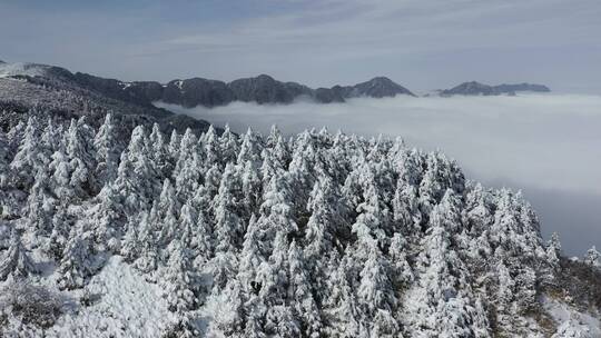 航拍湖北神农架冬季冬天冰雪雪松雪景